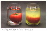 トマト／左が水、右がベジクリン０.１％溶液